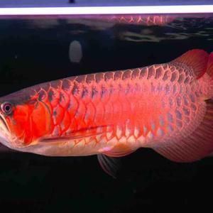 紫底红龙鱼：紫底红龙鱼是一种什么样的鱼 龙鱼百科 第3张