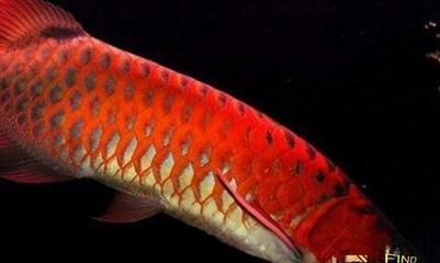 怎样养好红龙鱼苗：红龙鱼的饲养方法 龙鱼百科 第3张