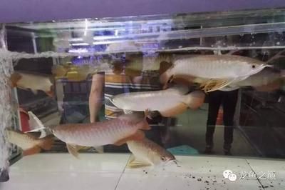 广州龙鱼商家排名第几位了：广州龙鱼商家市场份额 龙鱼百科 第2张
