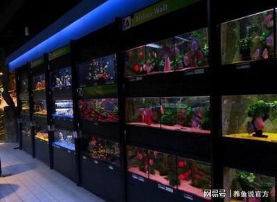 广州龙鱼商家排名第几位了：广州龙鱼商家市场份额 龙鱼百科 第3张