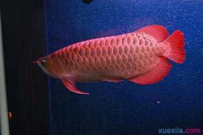 红龙鱼怎么样长的快：红龙鱼的饲养技术