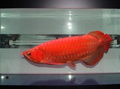 哪种红龙鱼最好看的品种：如何挑选红龙鱼 龙鱼百科 第2张