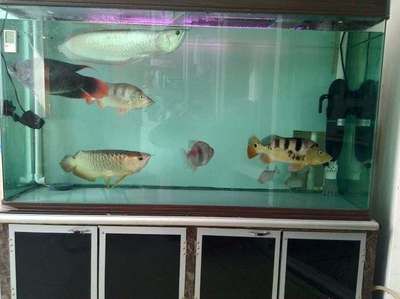 印尼红龙鱼多大发色最好看：印尼红龙鱼在体长达25公分时开始发色了 龙鱼百科 第1张