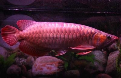 印尼红龙鱼多大发色最好看：印尼红龙鱼在体长达25公分时开始发色了 龙鱼百科 第3张
