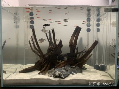 60厘米鱼缸造景,告诉你莫斯树制作方法：60厘米鱼缸造景中莫斯树的制作方法 鱼缸百科 第3张