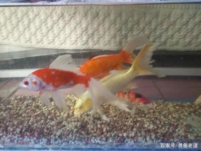 60cm的鱼缸能养锦鲤吗