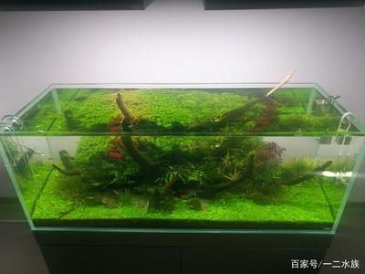 35的鱼缸怎么造景：35厘米的鱼缸造景技巧