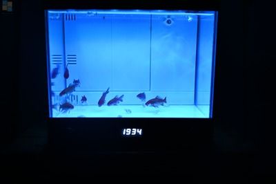 cleair鱼缸怎么设置灯的时间：cleair鱼缸-16,cleair鱼缸灯光设置灯的时间 鱼缸 第4张