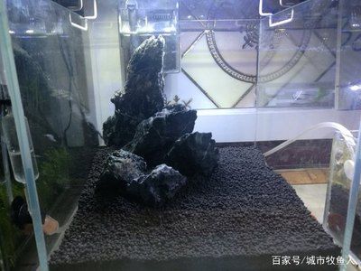 25鱼缸造景：25cm鱼缸造景指南