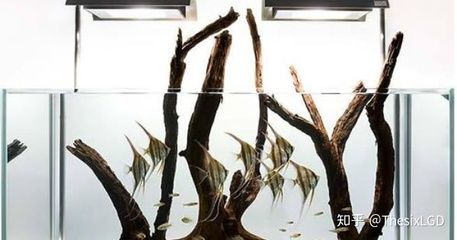 70高鱼缸适合什么造景：70高鱼缸适合的造景方案