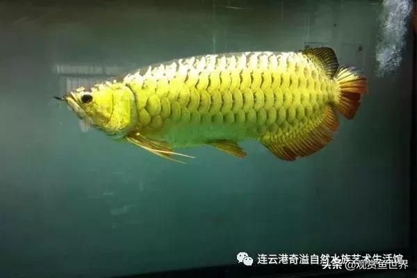 1米8鱼缸用多大加热棒呢：1米8的鱼缸加热棒怎么选