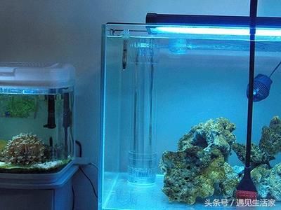 龙鱼缸水质怎么检测：鱼缸水质检测工具龙鱼缸水质检测工具龙鱼缸水质检测方法 龙鱼百科 第1张