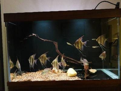 30宽的鱼缸可以养埃及吗：埃及神仙鱼的饲养方法 鱼缸 第2张