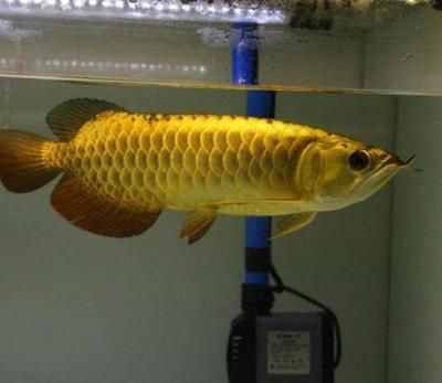 90的鱼缸可以养一条金龙吗：关于金龙鱼养护的一些基本信息 鱼缸 第4张