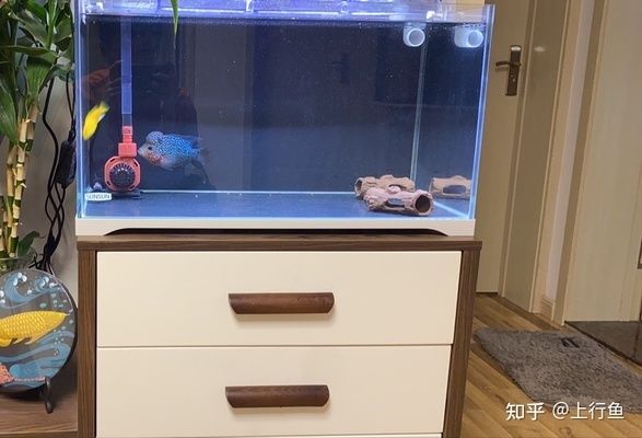 1号水族鱼缸底柜 鱼缸百科 第1张