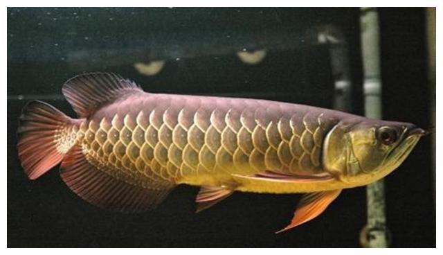 印尼野生龙鱼品种有哪些：印尼野生赤血红龙 龙鱼百科 第2张