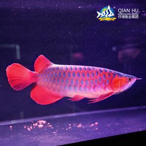 印尼野生龙鱼品种有哪些：印尼野生赤血红龙 龙鱼百科 第1张