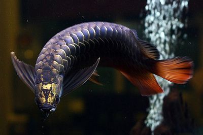 印尼野生龙鱼品种有哪些：印尼野生赤血红龙 龙鱼百科 第3张