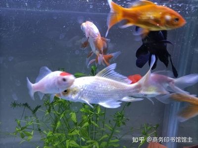 60的鱼缸适合养多大的鱼：60厘米的鱼缸适合养什么样的鱼 鱼缸百科 第1张