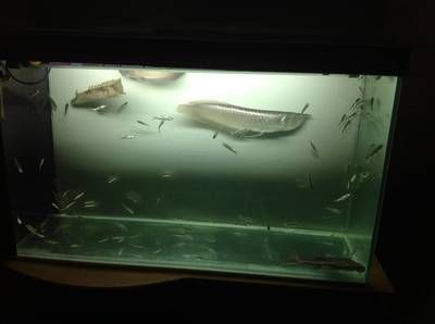 90的鱼缸能养银龙吗：90厘米宽度的银龙鱼可以饲养成年的银龙鱼吗 鱼缸 第3张