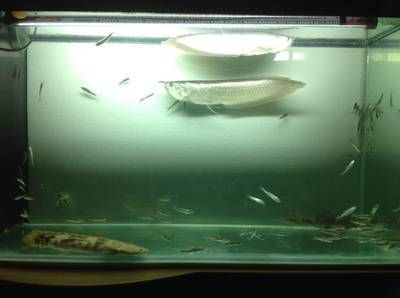 90的鱼缸能养银龙吗：90厘米宽度的银龙鱼可以饲养成年的银龙鱼吗 鱼缸 第1张