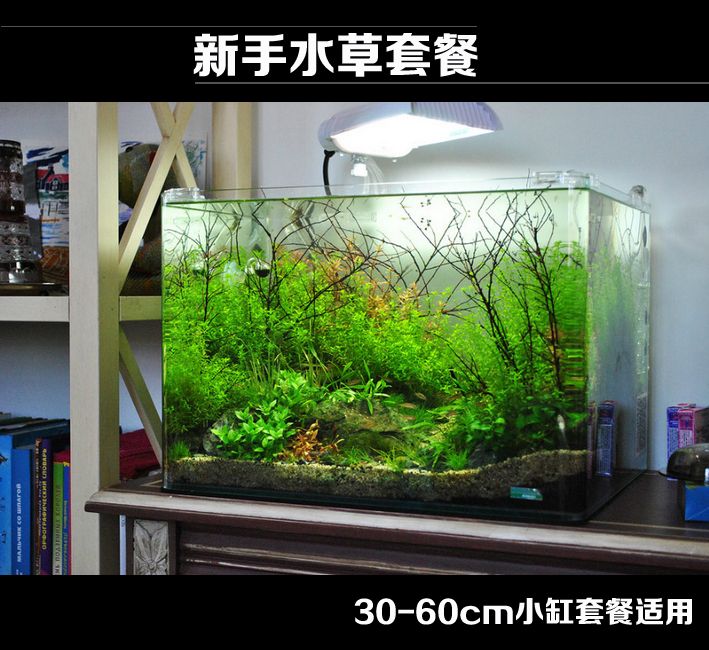 30厘米鱼缸怎么造景图片：30厘米鱼缸造景技巧 鱼缸 第3张