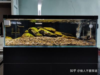 40长鱼缸养多少鱼合适：40厘米的鱼缸适合养什么样的鱼