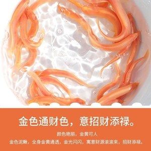 小金龙鱼苗多少钱一条啊：小金龙鱼苗价格