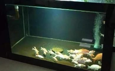 60的鱼缸可以养几条锦鲤吗：60厘米的锦鲤可以养多少条 鱼缸 第3张