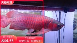 印尼红龙鱼价格多少钱：印尼红龙鱼价格 龙鱼百科 第3张