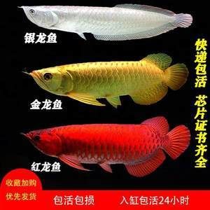 印尼红龙鱼价格多少钱：印尼红龙鱼价格 龙鱼百科 第2张