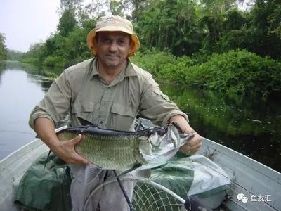 泰庞海鲢和龙鱼混养好吗：泰庞海鲢和龙鱼混养的技巧和注意事项泰庞海鲢混养的注意事项 龙鱼百科 第3张