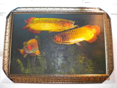 30cm的鱼缸可以养蝴蝶鲤吗图片：30cm的鱼缸不适合养蝴蝶鲤，养殖蝴蝶鲤需注意保持水质清洁