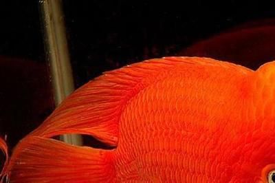 红财神鱼可以和红龙鱼混养吗？：红财神鱼和红龙鱼可以混养吗 龙鱼百科 第2张