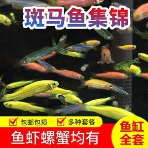 30cm的鱼缸能养多少斑马鱼和虾：30cm的鱼缸养斑马鱼和虾的一些结论 鱼缸百科 第4张