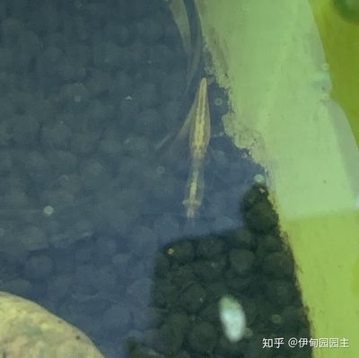 30cm的鱼缸能养多少斑马鱼和虾：30cm的鱼缸养斑马鱼和虾的一些结论