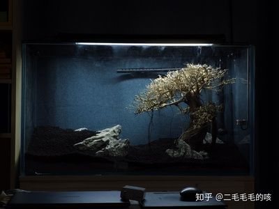 380的鱼缸养多大的鱼合适：380的鱼缸适合养什么样的鱼