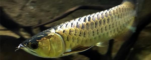 金龙鱼为什么会兜嘴：金龙鱼兜嘴的原因 龙鱼百科 第3张