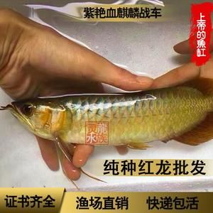 红龙鱼活体鱼怎么喂食视频：红龙鱼喂食视频红龙鱼的饲养方法www.com3.com3.cn 龙鱼百科 第1张