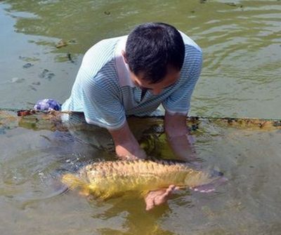 什么龙鱼长的最大：世界上最大的淡水鱼之一巨骨舌鱼体长可达6米，体长可达6米