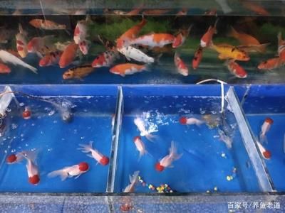 90厘米鱼缸多少鱼好：90厘米鱼缸养鱼的注意事项 鱼缸百科 第1张