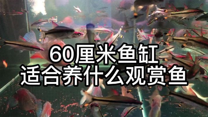 60厘米的鱼缸养什么好：60厘米的鱼缸适合养什么样的鱼 鱼缸百科 第1张