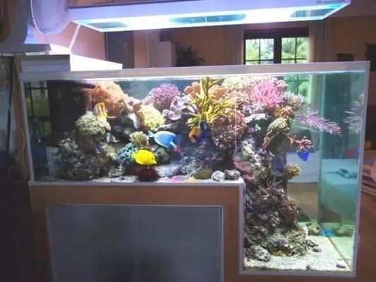 2021观赏鱼展会：2021年广州观赏鱼及水族器材展览会 鱼缸百科 第1张