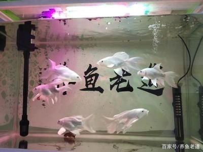 80cm的鱼缸能养几条蝴蝶鲤呢：80cm的鱼缸养蝴蝶鲤的数量并不是固定，而是需要考虑多种因素