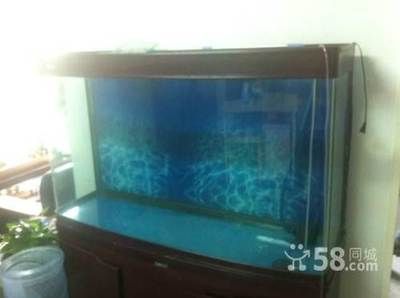 60公分鱼缸价格及图片视频：60公分鱼缸的种类和特点 鱼缸 第2张