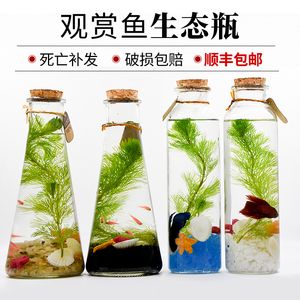 diy鱼缸换水：diy鱼缸换水的方法和注意事项和注意事项和注意事项 鱼缸百科 第4张