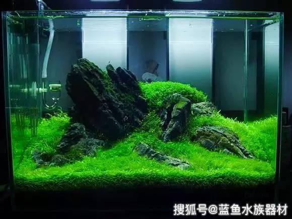 50的鱼缸怎么造景：50厘米鱼缸造景-栖木草缸造型教程