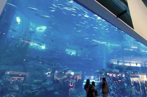 2020鱼缸展会：2020年广州国际水族展