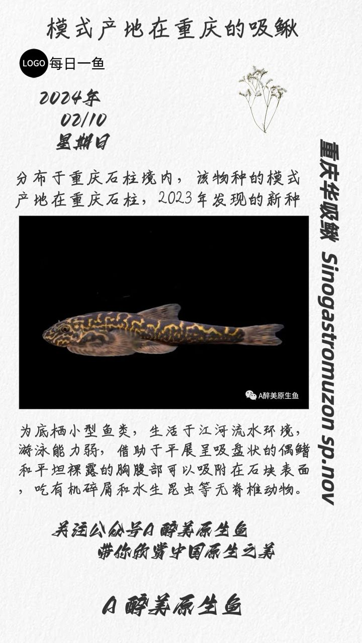 重庆华吸鳅：分布在石柱等 观赏鱼论坛