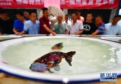 40鱼缸养兰寿：40升水的鱼缸适合养殖兰寿金鱼吗？ 鱼缸百科 第2张